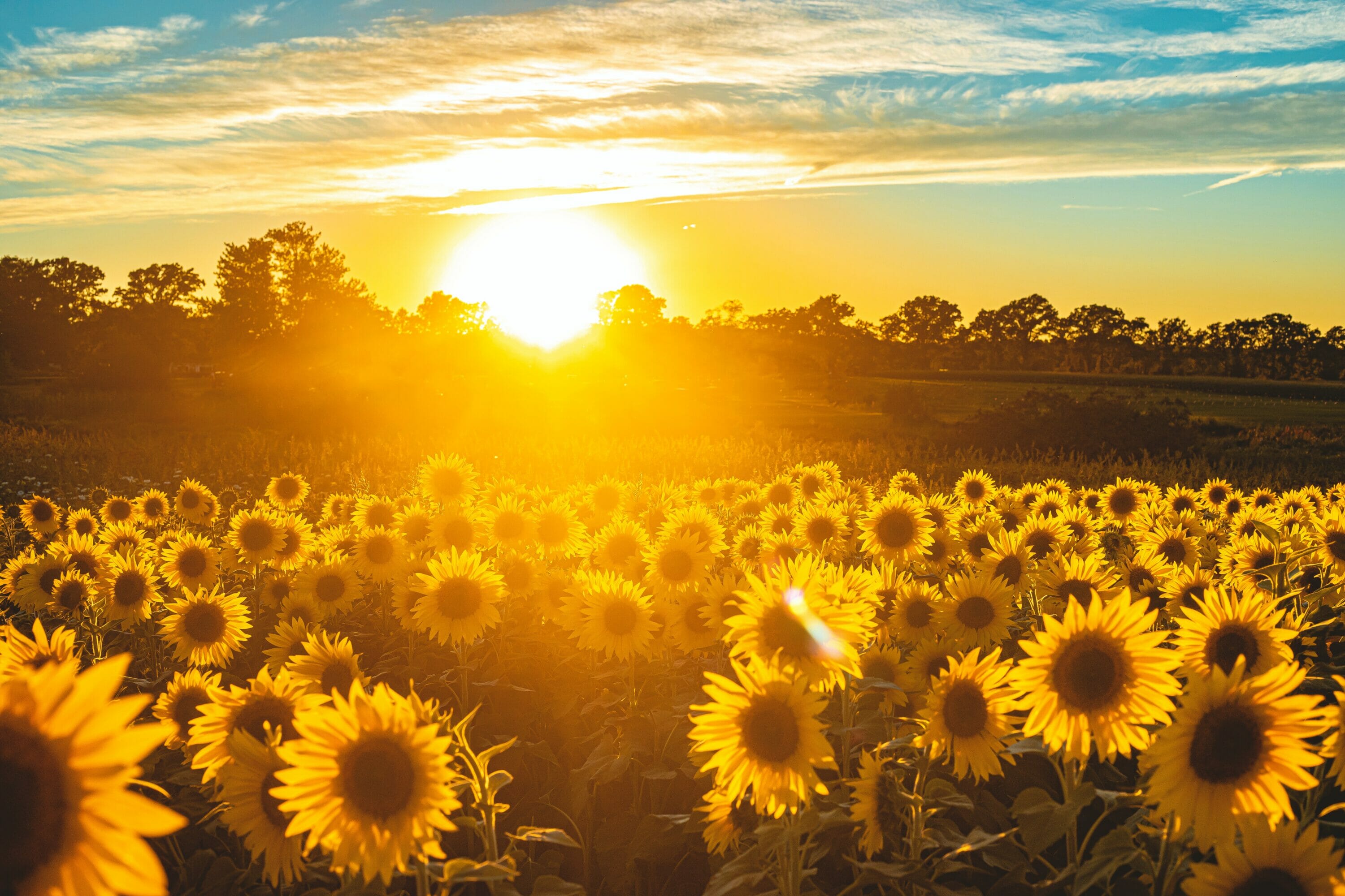 Sunset over Sunflowers in a field